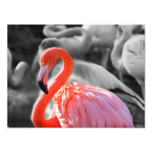 Flamingo Bird Fotografy Fotodruck (Vorne)