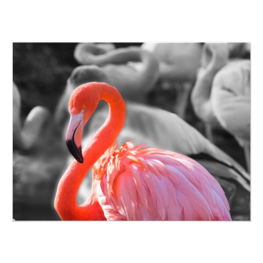 Flamingo Bird Fotografy Fotodruck (Vorne)