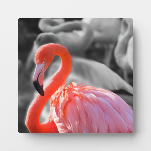 Flamingo Bird Fotografy Fotoplatte (Vorderseite)