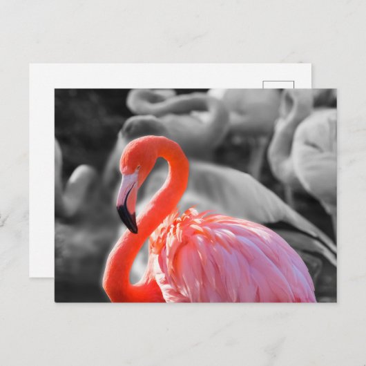 Flamingo Bird Fotografy Postkarte (Vorne/Hinten)