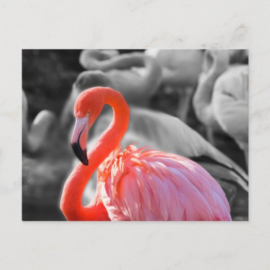 Flamingo Bird Fotografy Postkarte (Vorderseite)