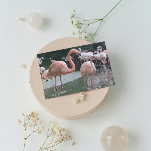 Flamingo Birds Postkarte
