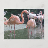 Flamingo Birds Postkarte (Vorderseite)