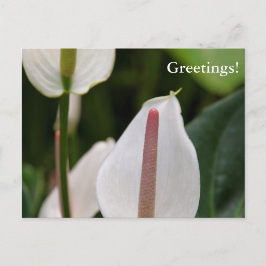Flamingo Blume Postcard Postkarte (Vorderseite)