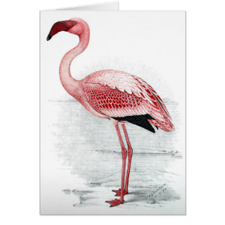 Flamingo C G Fink-Davies