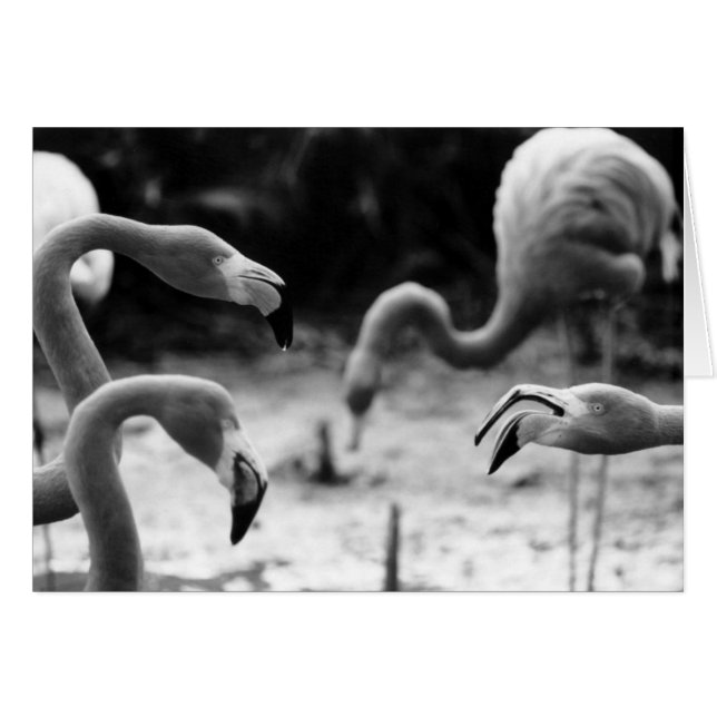 Flamingo Chatter (Vorderseite (Horizontal))