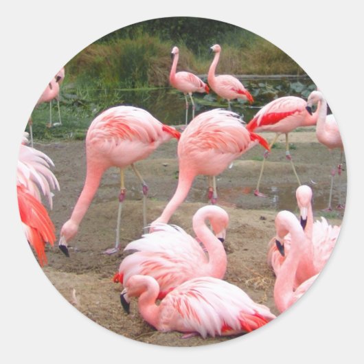 FLAMINGO CITY RUNDER AUFKLEBER (Vorderseite)
