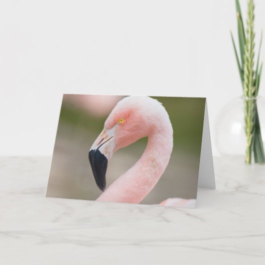 Flamingo Close Up Card Karte (Vorderseite)