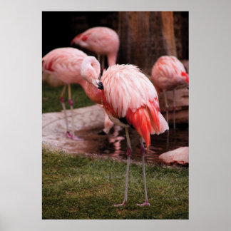 Flamingo - der Flamingo Poster