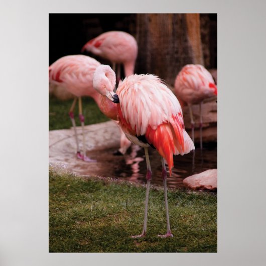 Flamingo - der Flamingo Poster (Vorne)
