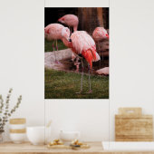 Flamingo - der Flamingo Poster (Küche)