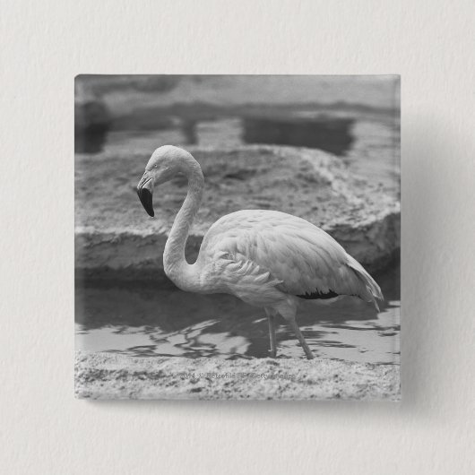 Flamingo, der im Wasser B&W watet Button (Vorderseite)