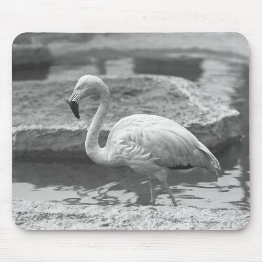 Flamingo, der im Wasser B&W watet Mousepad (Vorne)