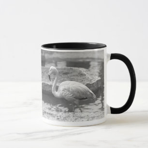 Flamingo, der im Wasser B&W watet Tasse