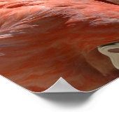 Flamingo Dreams Poster (Ecke)