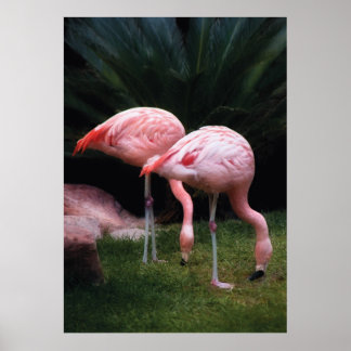 Flamingo - Ein Set von Flamingos Poster