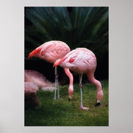 Flamingo - Ein Set von Flamingos Poster (Vorne)