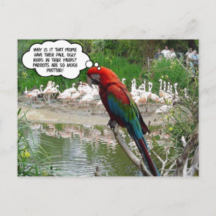 Flamingo Envy Postkarte