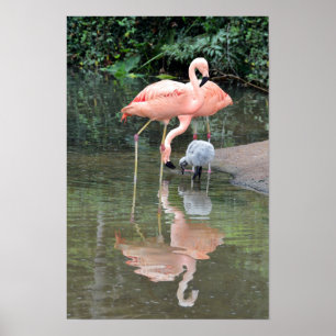 Flamingo-Familie Wattiert Poster