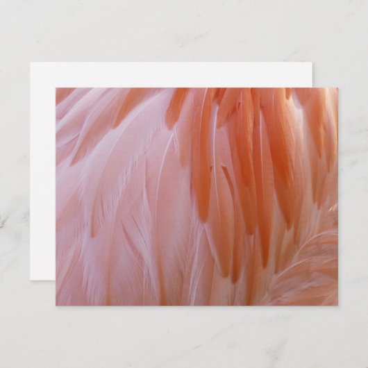 Flamingo Feathers in Pink-Schatten (Vorne/Hinten)