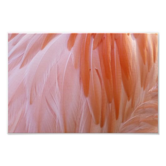 Flamingo Feathers in Pink-Schatten Fotodruck (Vorne)