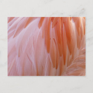 Flamingo Feathers in Pink-Schatten Postkarte