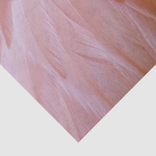 Flamingo Feathers in Pink-Schatten Seidenpapier (Ausschnitt)