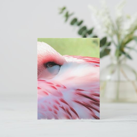 Flamingo Feathers Postcards Postkarte (Stehend Vorderseite)