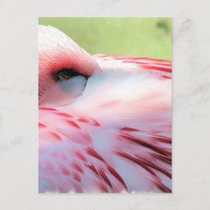 Flamingo Feathers Postcards Postkarte