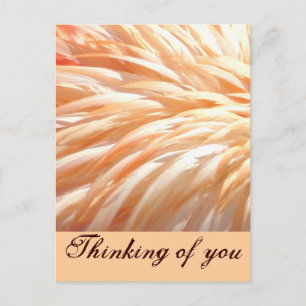 Flamingo feathers_ postkarte