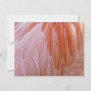 Flamingo Federn in Rosa-Tönen