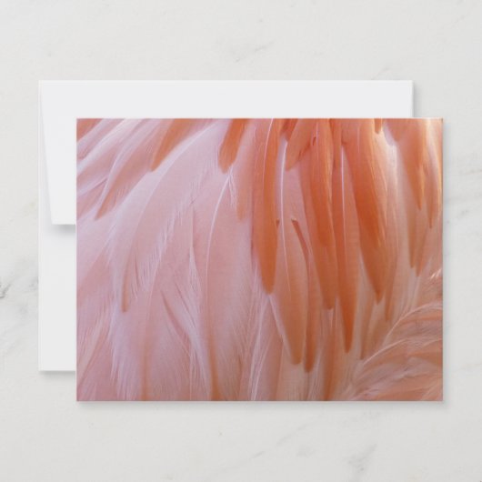 Flamingo Federn in Rosa-Tönen (Vorderseite)