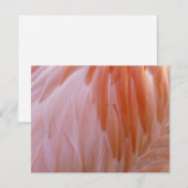 Flamingo Federn in Rosa-Tönen (Vorne/Hinten)
