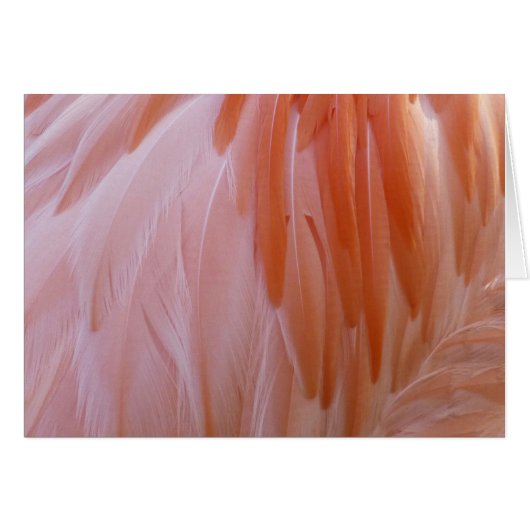 Flamingo Federn in Rosa-Tönen (Vorderseite (Horizontal))