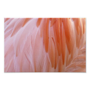 Flamingo Federn in Rosa-Tönen Fotodruck