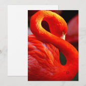 Flamingo Feiertagskarte (Vorne/Hinten)