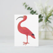 Flamingo - Fine Art Postcard Postkarte (Stehend Vorderseite)