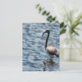 Flamingo Fledgling Watercolor Postkarte (Stehend Vorderseite)