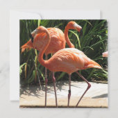 Flamingo Flock Einladung (Vorderseite)