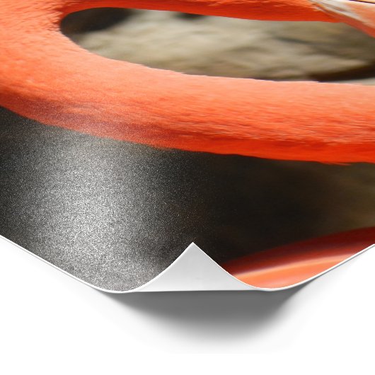 Flamingo Fotodruck (Ecke)