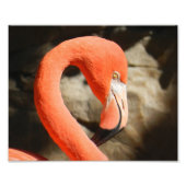 Flamingo Fotodruck (Vorne)