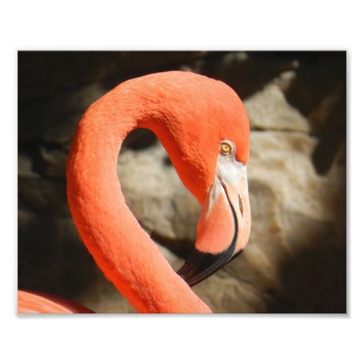 Flamingo Fotodruck (Vorne)