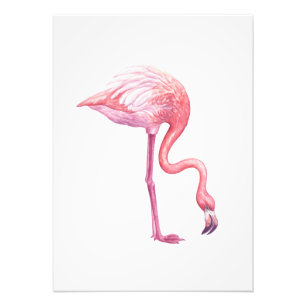 Flamingo Fotodruck