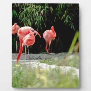 Flamingo Fotoplatte