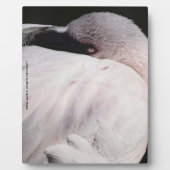 Flamingo Fotoplatte (Vorderseite)