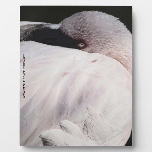 Flamingo Fotoplatte (Vorderseite)