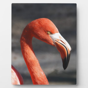 Flamingo Fotoplatte