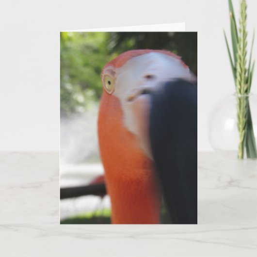 Flamingo Funny Grußkarte für jedermann Karte (Vorderseite)