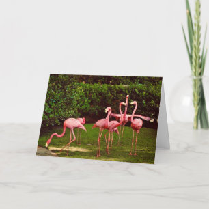 Flamingo Geburtstagswunsch Grußkarte Karte