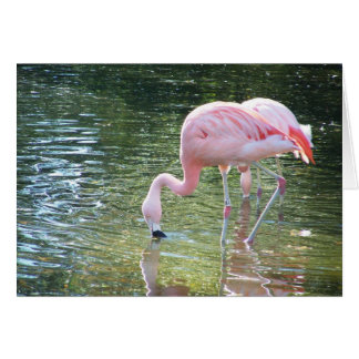Flamingo-Getränk
